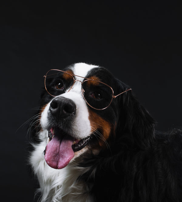 PawMate